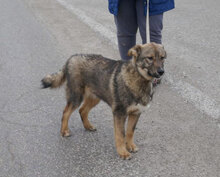 WAYNE, Hund, Mischlingshund in Bulgarien - Bild 1