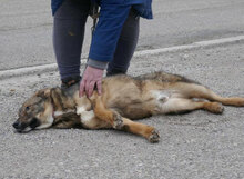 WAYNE, Hund, Mischlingshund in Bulgarien - Bild 10