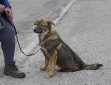 WAYNE, Hund, Mischlingshund in Bulgarien - Bild 11