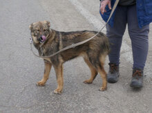 WAYNE, Hund, Mischlingshund in Bulgarien - Bild 4