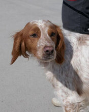 RIBA, Hund, Bretonischer Jagdhund in Starnberg