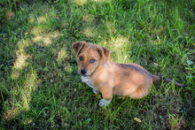 CHIP222461, Hund, Mischlingshund in Kroatien - Bild 4