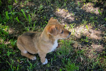 CHIP222461, Hund, Mischlingshund in Kroatien - Bild 5