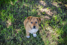 CHIP222461, Hund, Mischlingshund in Kroatien - Bild 7