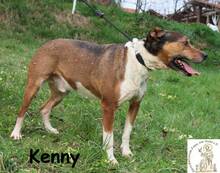 KENNY, Hund, Mischlingshund in Bosnien und Herzegowina - Bild 1