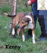 KENNY, Hund, Mischlingshund in Bosnien und Herzegowina - Bild 2