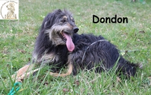 DONDON, Hund, Mischlingshund in Bosnien und Herzegowina - Bild 2