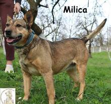 MILICA, Hund, Mischlingshund in Bosnien und Herzegowina - Bild 1