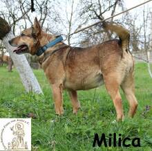 MILICA, Hund, Mischlingshund in Bosnien und Herzegowina - Bild 2