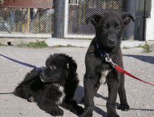 AURORA, Hund, Mischlingshund in Bulgarien - Bild 11