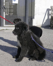 AURORA, Hund, Mischlingshund in Bulgarien - Bild 2