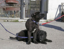 AURORA, Hund, Mischlingshund in Bulgarien - Bild 4