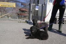 AURORA, Hund, Mischlingshund in Bulgarien - Bild 6