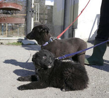 AURORA, Hund, Mischlingshund in Bulgarien - Bild 7