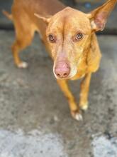 CHICO, Hund, Podenco in Spanien - Bild 6