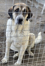 ELLIOT, Hund, Mischlingshund in Griechenland - Bild 2