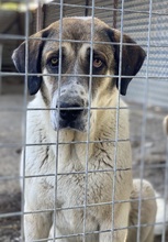 ELLIOT, Hund, Mischlingshund in Griechenland - Bild 3