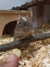 LOKI, Nager, Degu in Hamburg