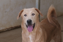 PABLO, Hund, Labrador-Shar Pei-Mix in Italien - Bild 1