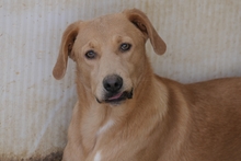 PABLO, Hund, Labrador-Shar Pei-Mix in Italien - Bild 10