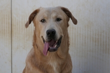 PABLO, Hund, Labrador-Shar Pei-Mix in Italien - Bild 11