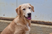 PABLO, Hund, Labrador-Shar Pei-Mix in Italien - Bild 12