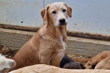 PABLO, Hund, Labrador-Shar Pei-Mix in Italien - Bild 19
