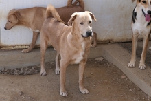 PABLO, Hund, Labrador-Shar Pei-Mix in Italien - Bild 2