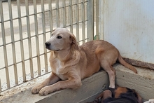 PABLO, Hund, Labrador-Shar Pei-Mix in Italien - Bild 20