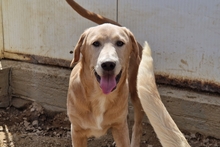 PABLO, Hund, Labrador-Shar Pei-Mix in Italien - Bild 21