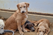 PABLO, Hund, Labrador-Shar Pei-Mix in Italien - Bild 22