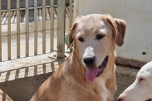 PABLO, Hund, Labrador-Shar Pei-Mix in Italien - Bild 23