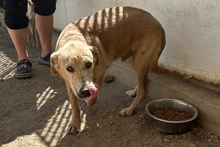 PABLO, Hund, Labrador-Shar Pei-Mix in Italien - Bild 4