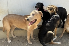 PABLO, Hund, Labrador-Shar Pei-Mix in Italien - Bild 5