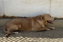 PABLO, Hund, Labrador-Shar Pei-Mix in Italien - Bild 6