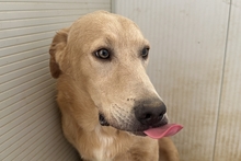 PABLO, Hund, Labrador-Shar Pei-Mix in Italien - Bild 7