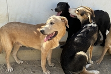 PABLO, Hund, Labrador-Shar Pei-Mix in Italien - Bild 8