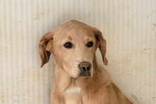 PAKITA, Hund, Labrador-Shar Pei-Mix in Italien - Bild 10