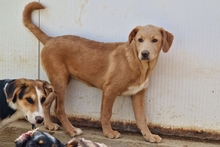 PAKITA, Hund, Labrador-Shar Pei-Mix in Italien - Bild 12