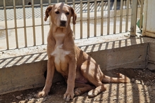 PAKITA, Hund, Labrador-Shar Pei-Mix in Italien - Bild 13