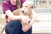 PAKITA, Hund, Labrador-Shar Pei-Mix in Italien - Bild 16