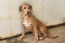 PAKITA, Hund, Labrador-Shar Pei-Mix in Italien - Bild 17