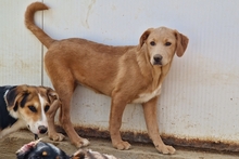 PAKITA, Hund, Labrador-Shar Pei-Mix in Italien - Bild 18