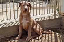 PAKITA, Hund, Labrador-Shar Pei-Mix in Italien - Bild 19