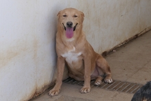 PAKITA, Hund, Labrador-Shar Pei-Mix in Italien - Bild 2