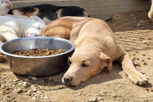 PAKITA, Hund, Labrador-Shar Pei-Mix in Italien - Bild 20