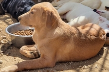 PAKITA, Hund, Labrador-Shar Pei-Mix in Italien - Bild 21