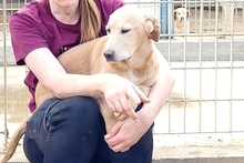 PAKITA, Hund, Labrador-Shar Pei-Mix in Italien - Bild 22