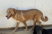 PAKITA, Hund, Labrador-Shar Pei-Mix in Italien - Bild 3