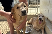 PAKITA, Hund, Labrador-Shar Pei-Mix in Italien - Bild 5